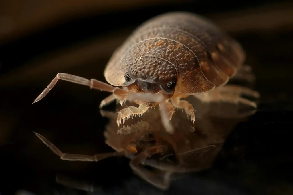 Bed-Bug-Treatment - Queensbury Pest Control Pros | Queensbury, NY | 914-229-9316