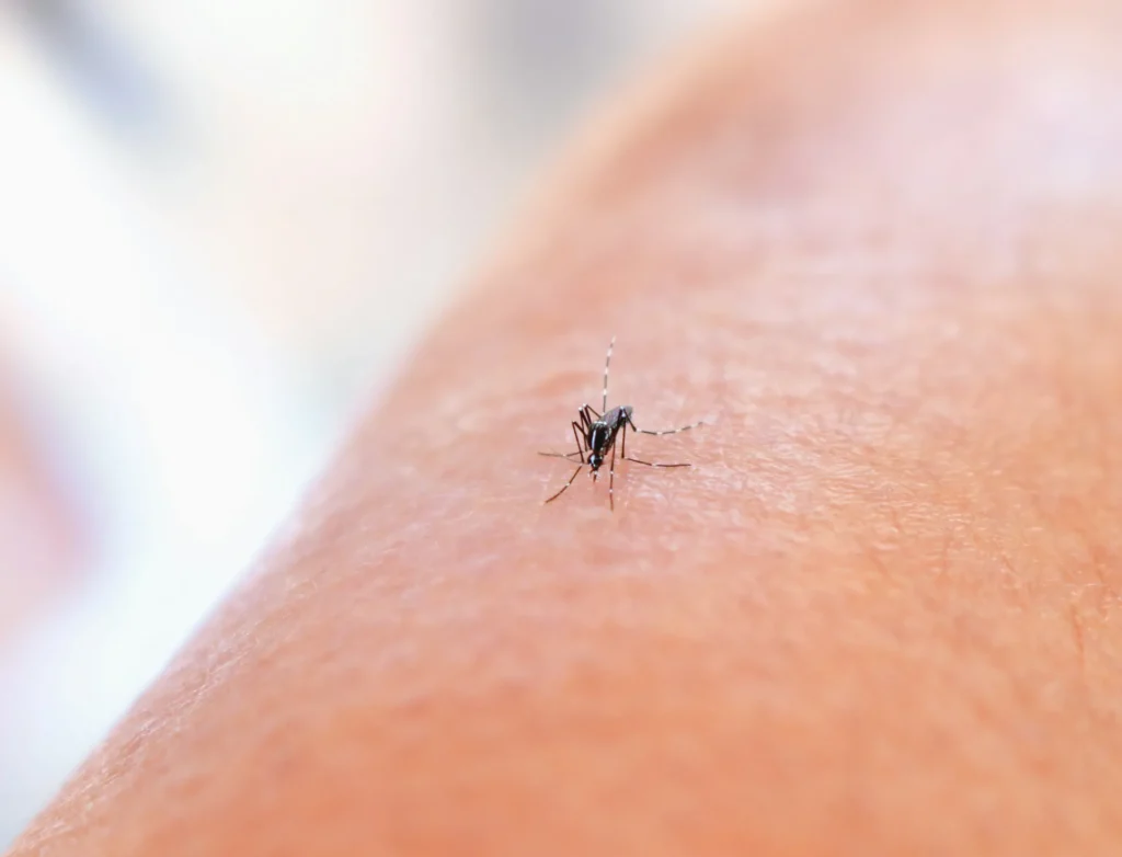 Mosquito Control - Queensbury Pest Control Pros | Queensbury, NY | 914-229-9316